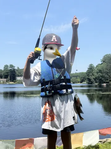 Fish