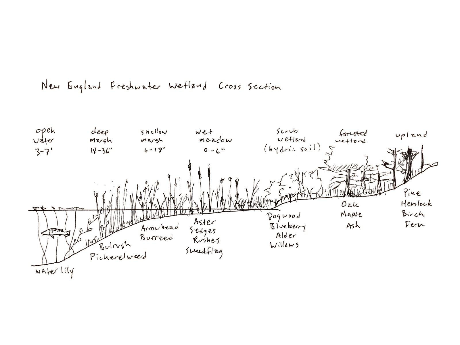 New England freshwater wetland cross-section