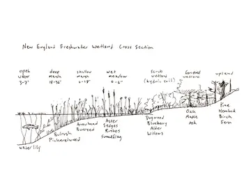 New England freshwater wetland cross-section