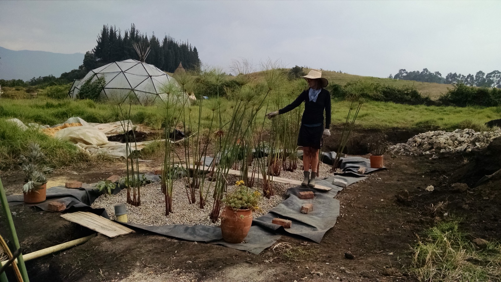 Organismo constructed wetland