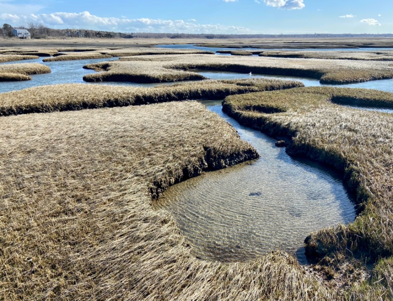 Salt marsh, Cape Cod