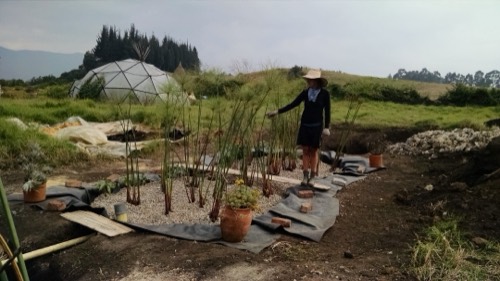 Organismo constructed wetland